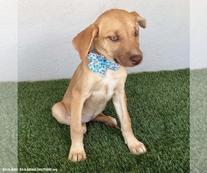 Sadie - Female Unknown-Weimaraner Mix Dog for Adoption - Photo #3