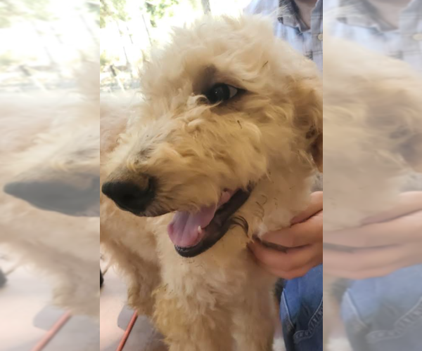 Medium Photo #8 Goldendoodle Puppy For Sale in SEBRING, FL, USA