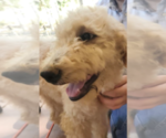 Small Photo #8 Goldendoodle Puppy For Sale in SEBRING, FL, USA