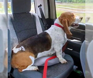 Basset Hound Dogs for adoption in Deepwater, NJ, USA