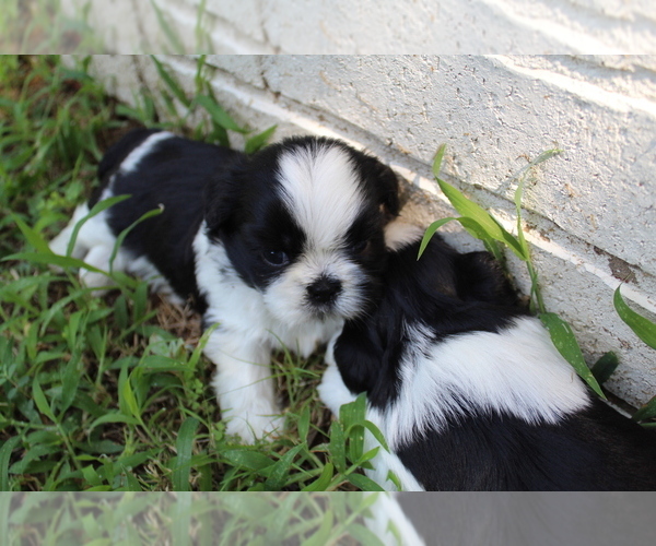 Medium Photo #7 Shih Tzu Puppy For Sale in SAPULPA, OK, USA