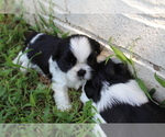 Small Photo #7 Shih Tzu Puppy For Sale in SAPULPA, OK, USA