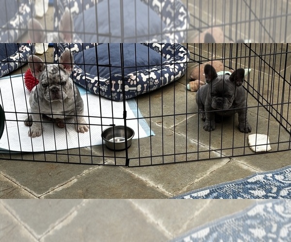 Medium Photo #1 French Bulldog Puppy For Sale in MARIETTA, GA, USA