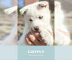 Puppy Ghost Siberian Husky