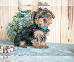 Small Photo #7 Yorkshire Terrier Puppy For Sale in QUARRYVILLE, PA, USA