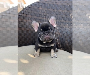 French Bulldog Puppy for sale in MODESTO, CA, USA