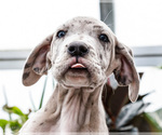 Small #18 Great Dane