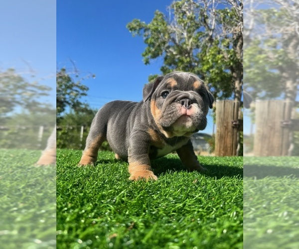Medium Photo #2 English Bulldog Puppy For Sale in LOS ANGELES, CA, USA