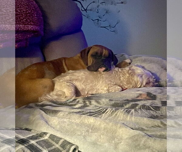 Medium Photo #3 Boxer Puppy For Sale in Dumont, NJ, USA