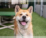 Small #1 Akita