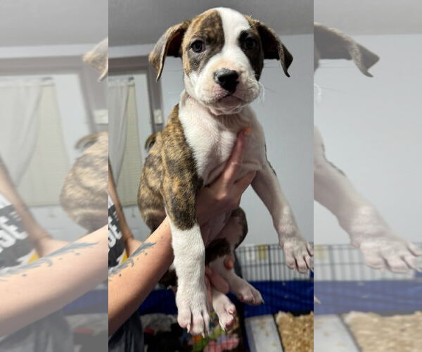 Medium Photo #2 Bullboxer Pit Puppy For Sale in Sanford, FL, USA