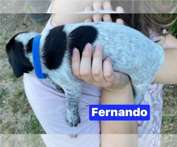 Medium Photo #2 Pointer Puppy For Sale in SACRAMENTO, CA, USA