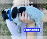 Small Photo #11 Pointer Puppy For Sale in SACRAMENTO, CA, USA