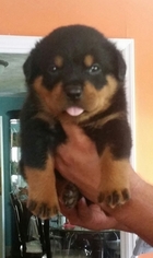 Rottweiler Puppy for sale in JOHNSTON, SC, USA