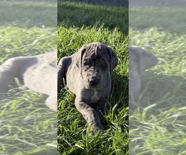 Medium Photo #4 Great Dane Puppy For Sale in PITTSBURG, CA, USA