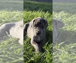 Small #3 Great Dane