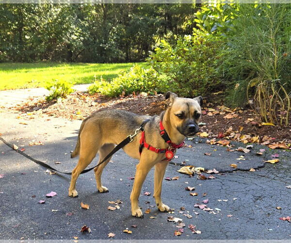 Medium Photo #8 Pug-Unknown Mix Puppy For Sale in Wakefield, RI, USA