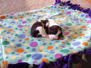 English Springer Spaniel Puppy for sale in Lonsdale, MN, USA