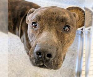 American Pit Bull Terrier Dogs for adoption in Houston, TX, USA