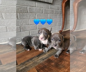 American Pit Bull Terrier Puppy for sale in MONROE, VA, USA