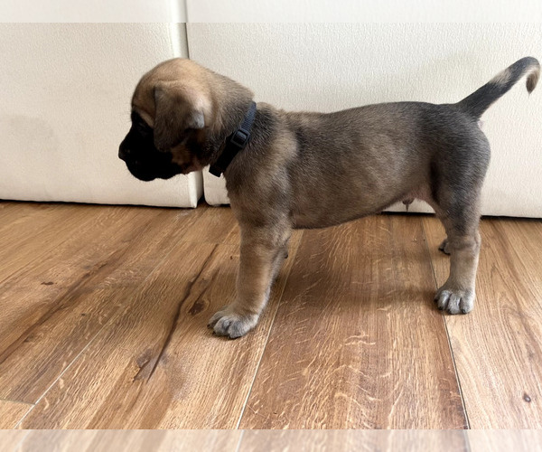 Medium Photo #2 Mastiff Puppy For Sale in CHESAPEAKE, VA, USA