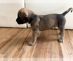 Small #1 Mastiff