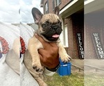 Puppy Spanky French Bulldog