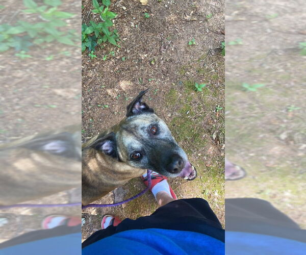 Medium Photo #6 Labrador Retriever-Unknown Mix Puppy For Sale in Ball Ground, GA, USA