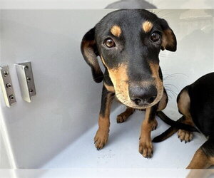 Miniature Pinscher-Unknown Mix Dogs for adoption in Houston, TX, USA