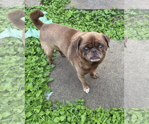 Pug Dogs for adoption in Dumont, NJ, USA