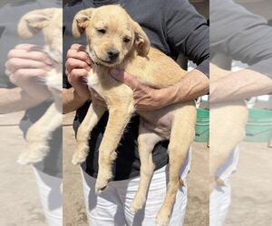 Mutt Dogs for adoption in Arlington, WA, USA