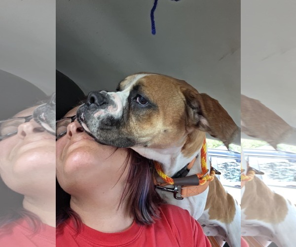 Medium Photo #5 Boxer Puppy For Sale in Burnsville, MN, USA