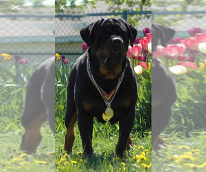 Rottweiler Puppy for sale in WATERFORD, PA, USA