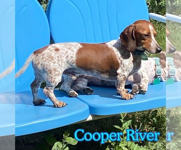 Medium Photo #3 Dachshund-Unknown Mix Puppy For Sale in San Antonio, TX, USA