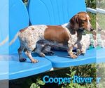 Small #2 Dachshund Mix