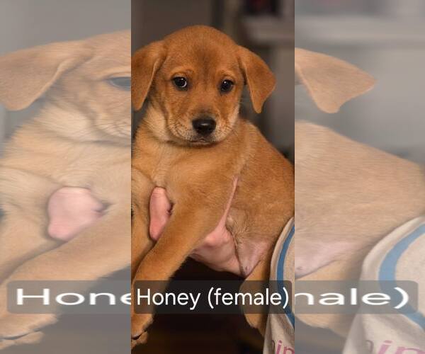 Medium Photo #1 Mutt Puppy For Sale in Jackson Township, NJ, USA