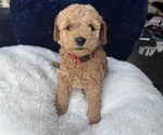 Small Photo #44 Goldendoodle (Miniature) Puppy For Sale in SAN FERNANDO, CA, USA