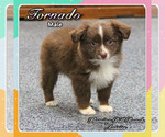 Puppy 3 Miniature Australian Shepherd