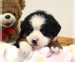 Bernese Mountain Dog Puppy for sale in FREDERICKSBURG, OH, USA