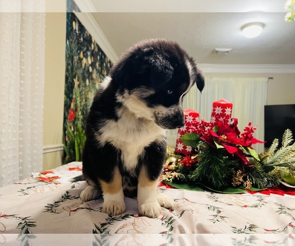 Medium Photo #22 Siberian Husky Puppy For Sale in SUGAR LAND, TX, USA
