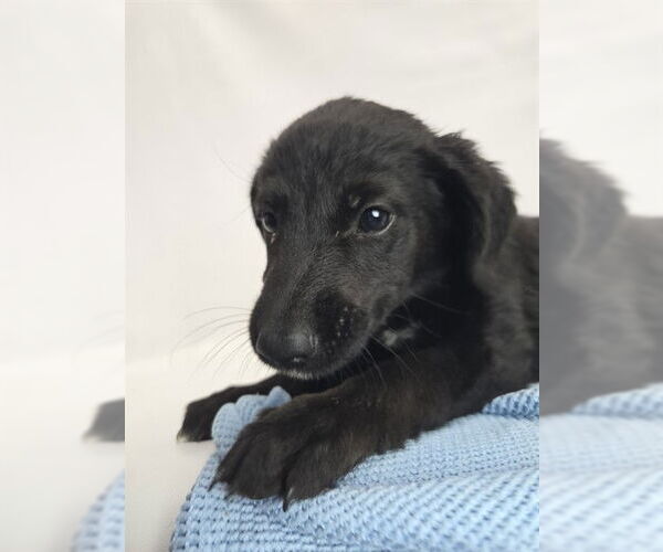 Medium Photo #2 Mutt Puppy For Sale in Sebec, ME, USA
