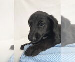 Small #1 Mutt