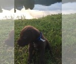 Small Photo #5 German Shorthaired Pointer Puppy For Sale in SUMMERSVILLE, WV, USA