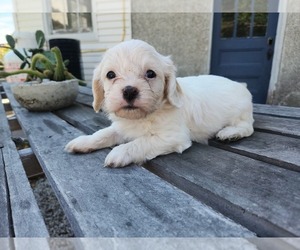 Cavachon Puppy for Sale in BAINBRIDGE, New York USA