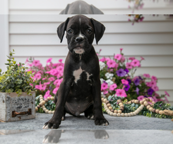 Medium Photo #1 Boxer Puppy For Sale in GRABILL, IN, USA
