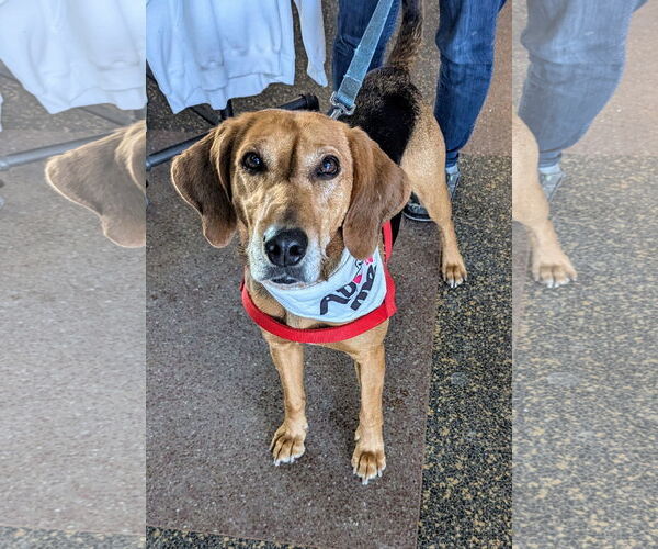 Medium Photo #14 Mutt Puppy For Sale in Oakhurst, NJ, USA