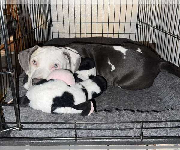 Medium Photo #3 Mutt Puppy For Sale in Waterloo, IA, USA