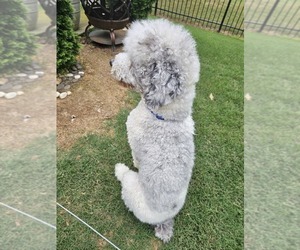 Father of the Poodle (Standard) puppies born on 06/04/2025