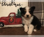 Small Photo #6 Miniature Australian Shepherd Puppy For Sale in COLUMBUS, NC, USA