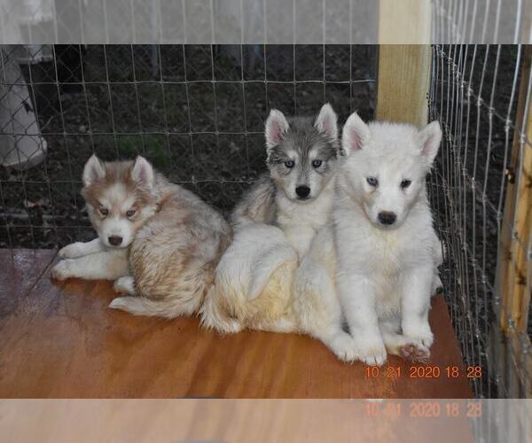 Medium Photo #15 Siberian Husky Puppy For Sale in DINWIDDIE, VA, USA